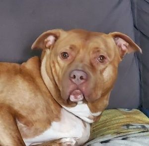 Meet your Posher, Bill